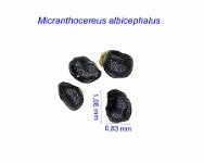 Micranthocereus albicephalus EM.jpg
